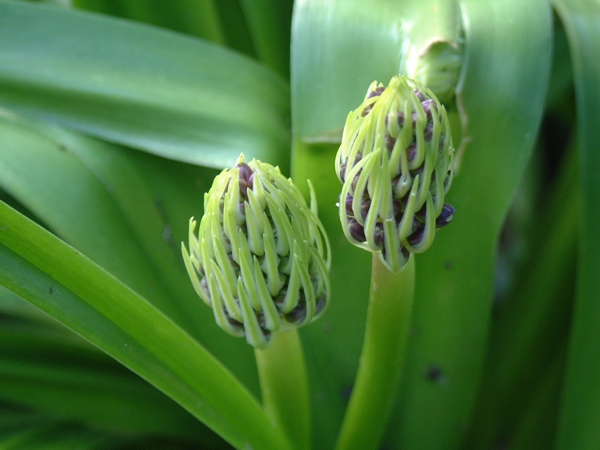 Scilla peruviana / Scilla maggiore